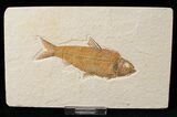 Knightia Fossil Fish - Wyoming #15954-1